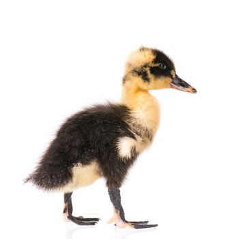 Cute little black yellow newborn duckling isolated on white background. Newly hatched duckling on a chicken farm.