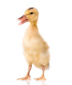 Cute little yellow newborn duckling isolated on white background. Newly hatched duckling on a chicken farm.