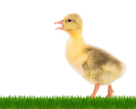 Cute little newborn fluffy gosling walks in green grass. One young goose isolated on a white background. Nice geese big bird.