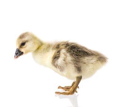 Cute little newborn fluffy gosling. One young goose isolated on a white background. Nice geese big bird.