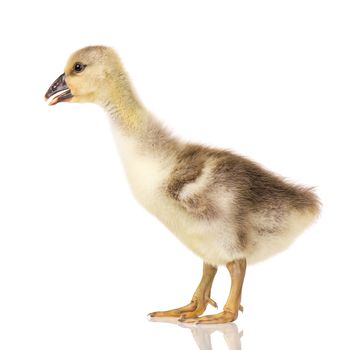 Cute little newborn fluffy gosling. One young goose isolated on a white background. Nice geese big bird.