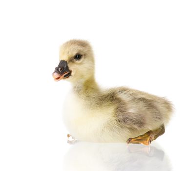 Cute little newborn fluffy gosling. One young goose isolated on a white background. Nice geese big bird.