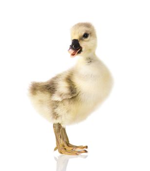 Cute little newborn fluffy gosling. One young goose isolated on a white background. Nice geese big bird.