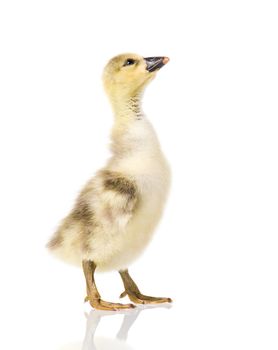 Cute little newborn fluffy gosling. One young goose isolated on a white background. Nice geese big bird.