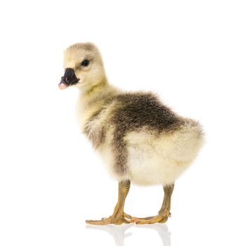 Cute little newborn fluffy gosling. One young goose isolated on a white background. Nice geese big bird.