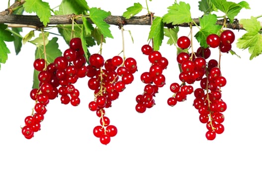 Fresh ripe red currant - isolated on white background.