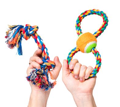 Hand holding Dog toy - pet accessories for games, isolated on white background with copy space