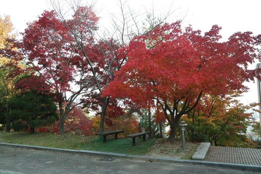 Colorful leaves on trees in park. Red, yellow, orange and green leaves on trees