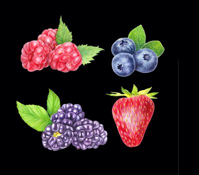 Set of wild berries isolated on black background. Blueberry, blackberry, raspberry and strawberry. Close up view. Hand drawn illustration Watercolor illustration. Realistic botanical art