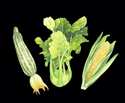 Set of fresh green vegetables isolated on black background. Zucchini, Cabbage kohlrabi, Corncob with leaf. Hand-drawn Watercolour illustration. Realistic art. Botanical painting.