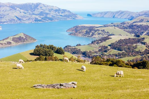 Wild sheep on the Banks Peninsula near Akaroa in Canterbury, New Zealand