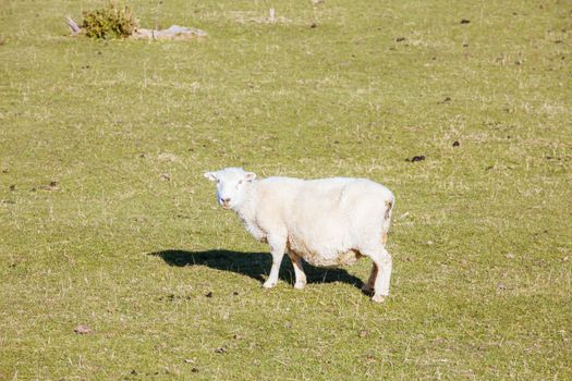Wild sheep on the Banks Peninsula near Akaroa in Canterbury, New Zealand
