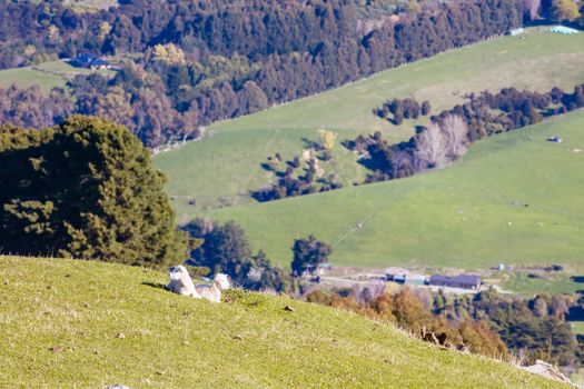 Wild sheep on the Banks Peninsula near Akaroa in Canterbury, New Zealand