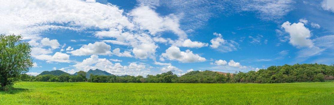 Panoramic landscape view of green grass field agent blue sky in countryside of Thailand