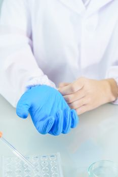 Close up Scientist hands putting in nitrile blue latex gloves in labcoat wearing nitrile gloves, doing experiments in lab