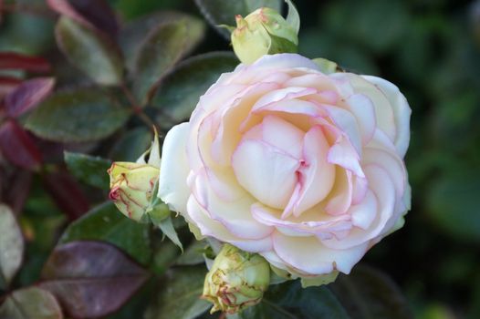 white rose flower in bud close-up on nature background, bokeh