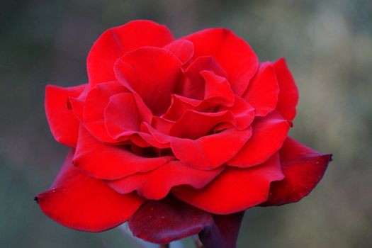 red rose flower close up on nature background, bokeh.