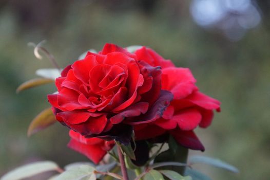 red rose flower close up on nature background, bokeh.