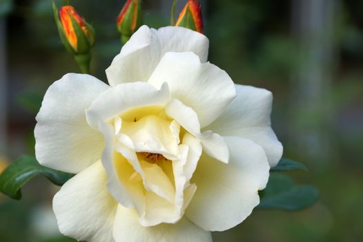 white rose flower in bud close-up on nature background, bokeh