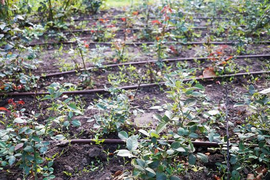 automatic irrigation on a flower bed close-up