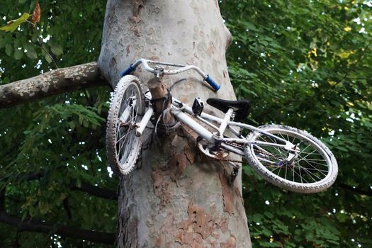 old bike high on a tree close-up