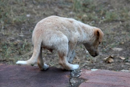 homeless sad white puppy outdoors alone.