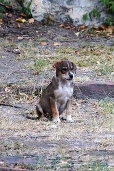 homeless sad little puppy sitting alone on the street.