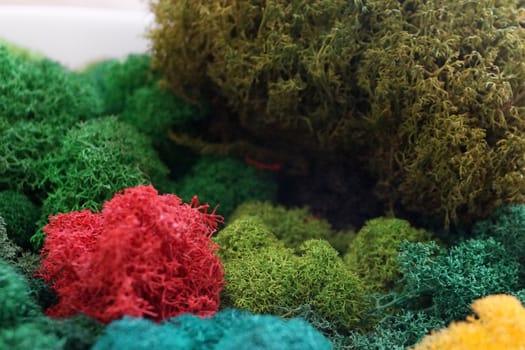 multicolored stabilized moss for ecological interior design close up