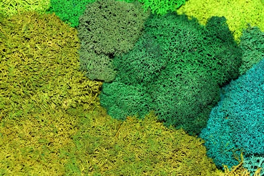 multicolored stabilized moss for ecological interior design close up