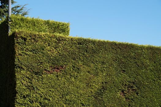 trimmed hedge of evergreen shrubs in summer park