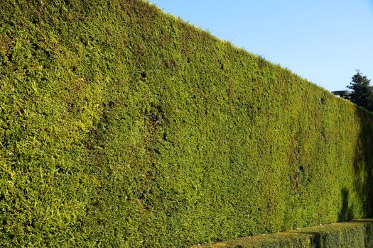 trimmed hedge of evergreen shrubs in summer park