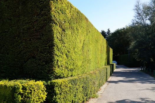 trimmed hedge of evergreen shrubs in summer park