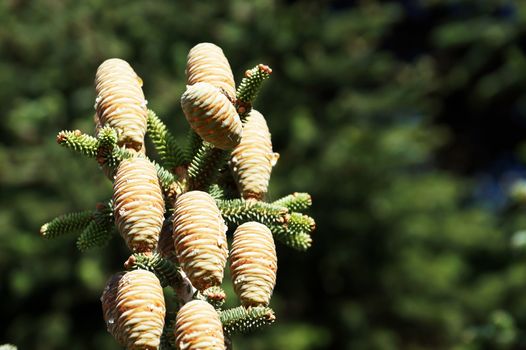 young cones with resin of blue spruce close-up