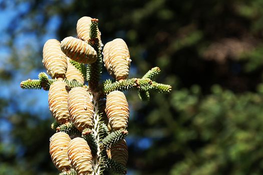 young cones with resin of blue spruce close-up