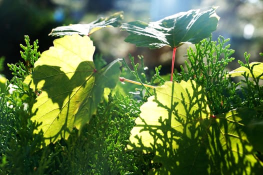 the sun shines through the green leaves close up