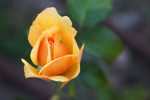 yellow tea rose bud on nature background, bokeh
