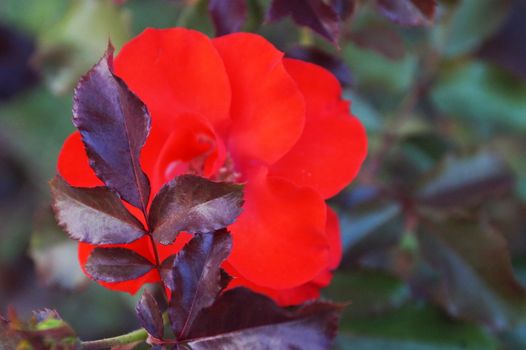 red rose flower close-up on nature background, bokeh