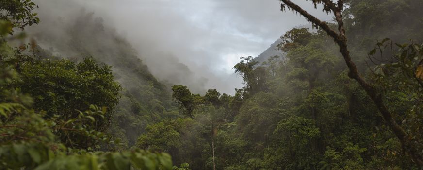 Cloud Forest in Peru, panoramic view of the tropical jungle on the northeast slope of the Andean mountain range.