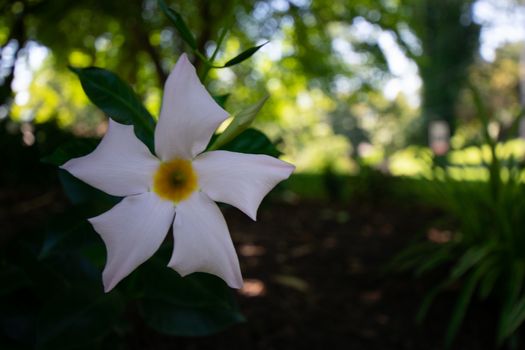 A White and Yellow Flower Planted in Black Mulch in a Shaded Area