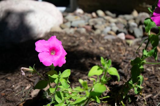 A Small Pink Flower in a Bed of Black Mulch With a Rock Behind