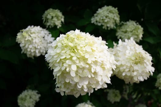 A Large White and Round Flower Hanging on a Bush