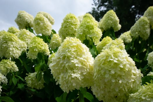 A Large White and Round Flower Hanging on a Bush