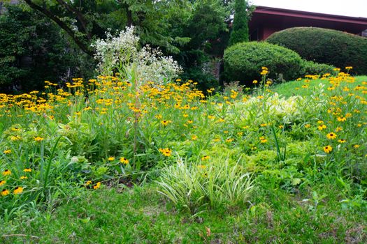 A Patch of Young Sunflowers on a Suburban Front Lawn