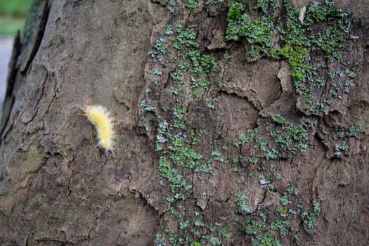 A Small Yellow and Fluffy Caterpillar on a Tree With Moss