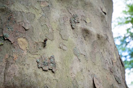 A Large Black Ant Carrying a Dead Bug up a Tree