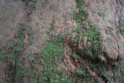 A Tree With a Lump Covered in Lichen and Moss