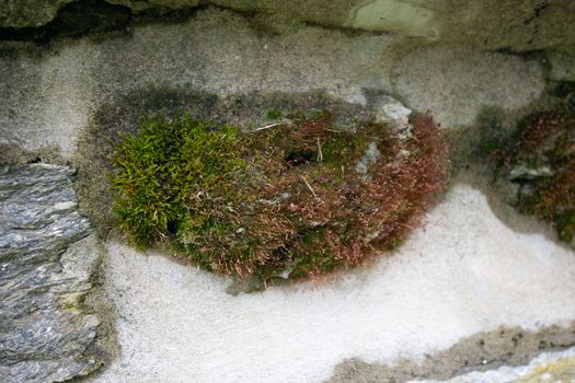 A Patch of Green and Brown Moss Covering an Entire Rock in a Cobblestone Wall