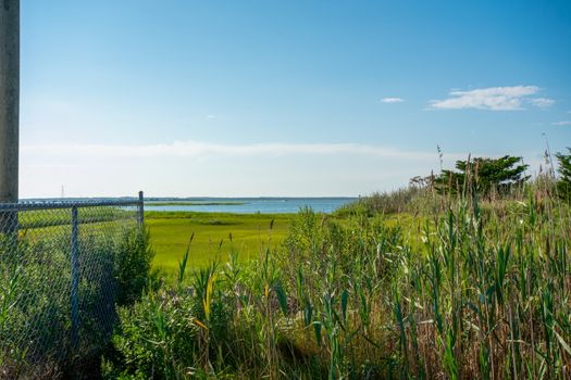 A View of the Bay Over Tall Green Plants in Wildwood New Jersey