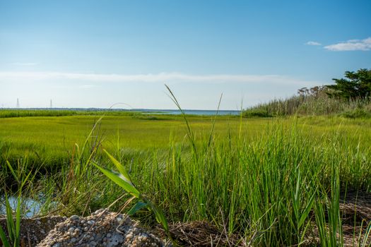 A View of the Bay Over Tall Green Plants in Wildwood New Jersey