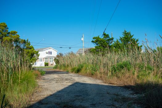 A Sand and Stone Path Near the Bay With Tall Plants on Each Side